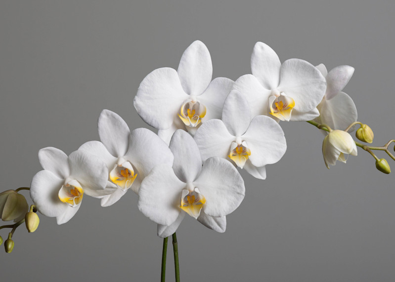 Simple Elegance   Orchid Photography Art | Dana Heisler Fine Art Photography