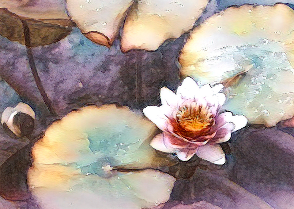Water Lily Art | Art by Virginia Crowe