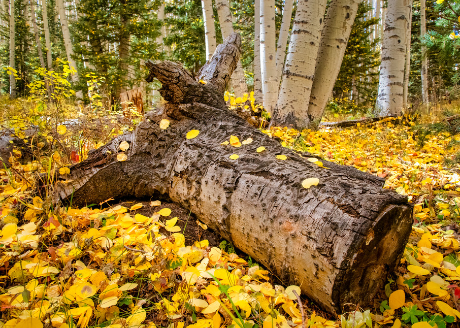 Fall in the aspens - Colorado fine-art photography prints