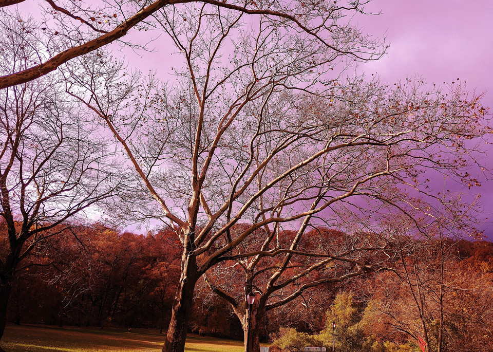 Early Lavender Storms Inwood Park Art | lencicio