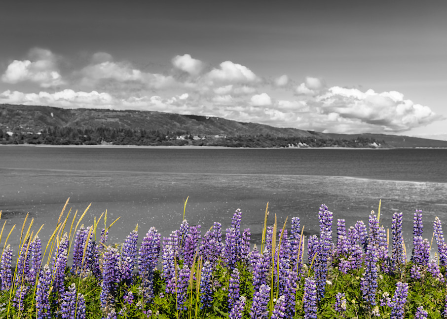 Arctic Lupines line the Homer Spit.