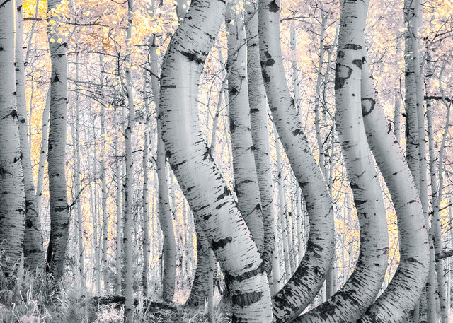Mystic Forest Infrared Photography Art | Casey Chinn Photography LLC