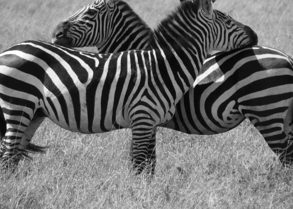 Zebras Black And White, Serengeti Plain, Tanzania Art | Dappled Light Gallery