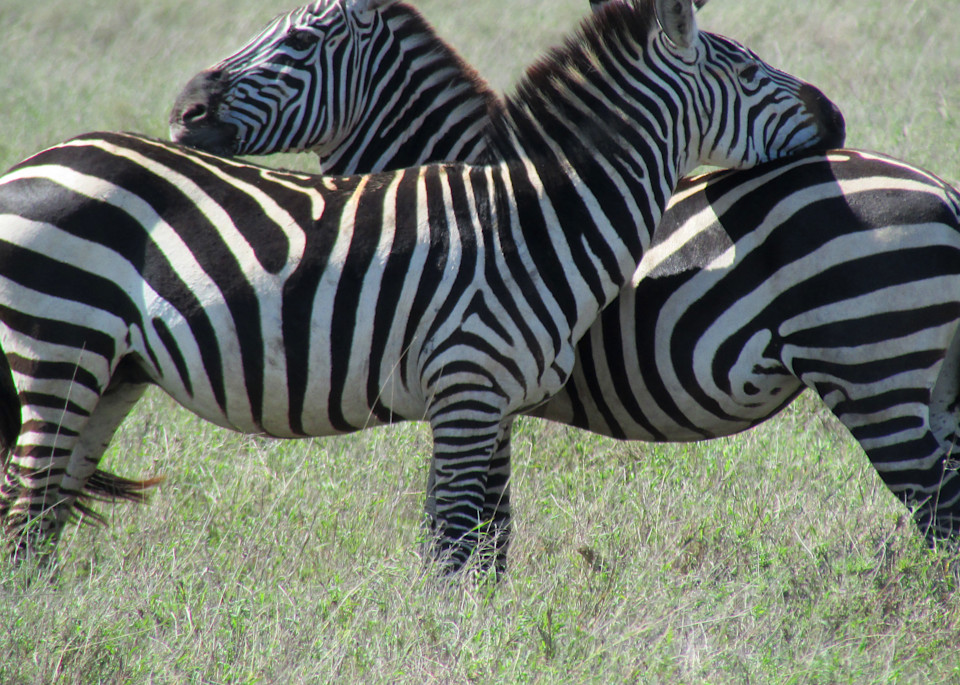 Zebras, Serengeti Plain, Tanzania Art | Dappled Light Gallery