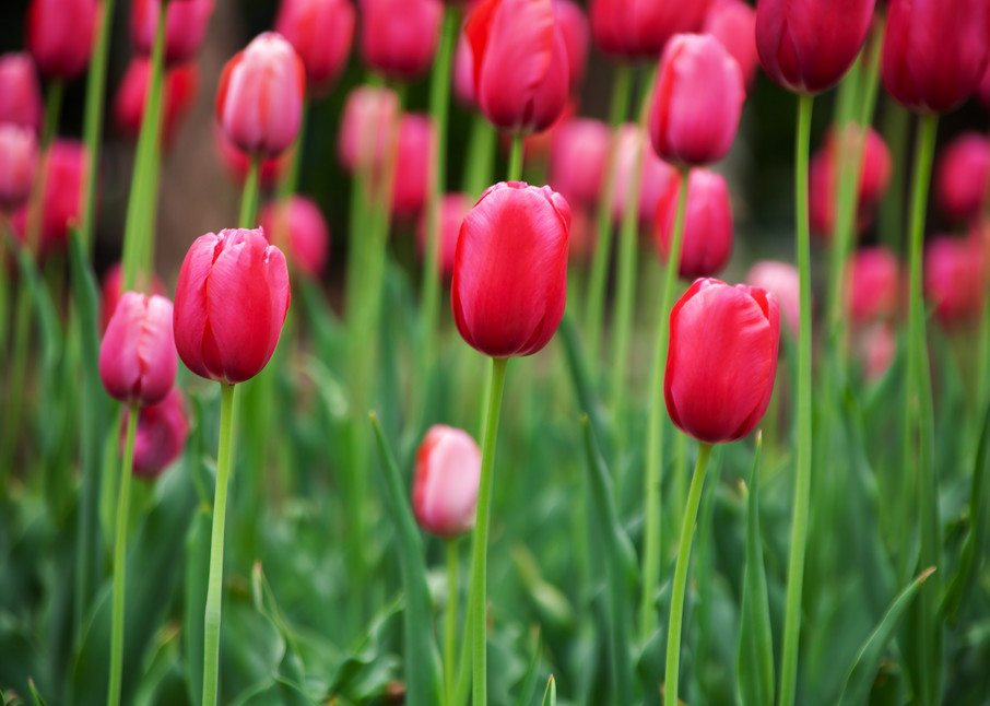 Heavenly pink tulips