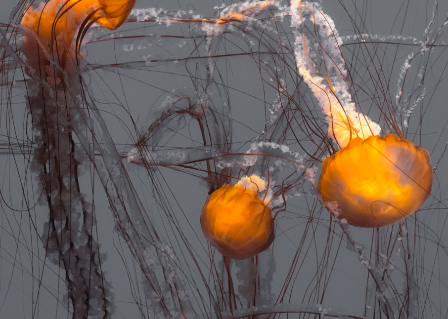 Jellyfish Bloom Art | James Alfred Friesen