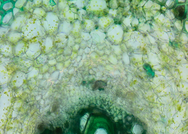 Vascular Bundles in Peduncle of Cucumber (200X 22f Light Green Stain)