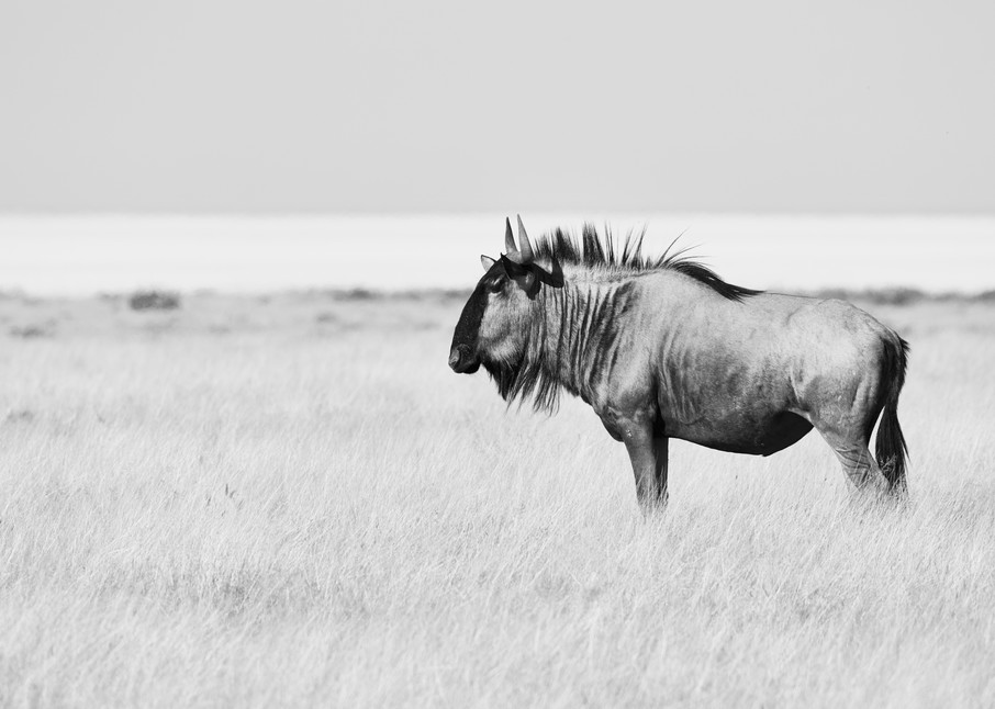 Lone Wildebeest on Plain
