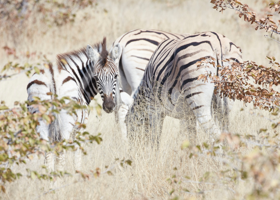 Zebra Through Long Grass