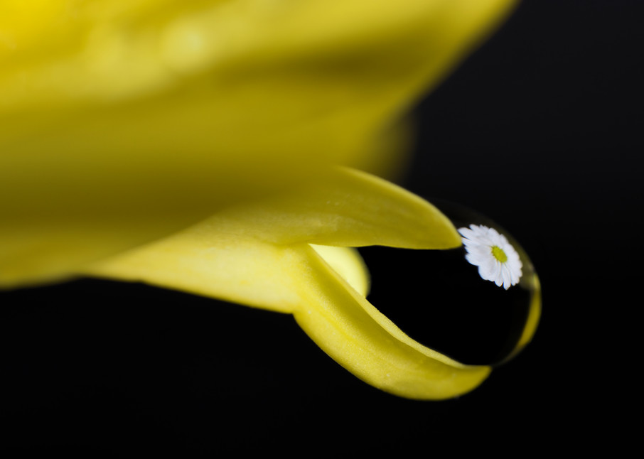 Flower in Droplet #8 (2.4X)