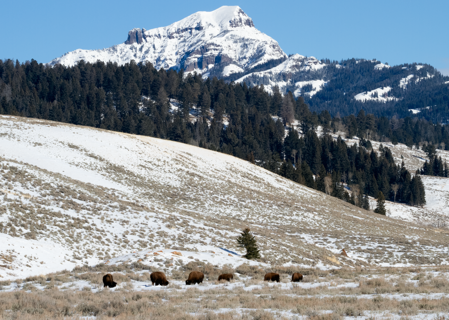 Bison In The Valley Photography Art | Alina Marin-Bliach Photography/alinabstudios LLC