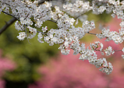 Cherry Blossom Panorama