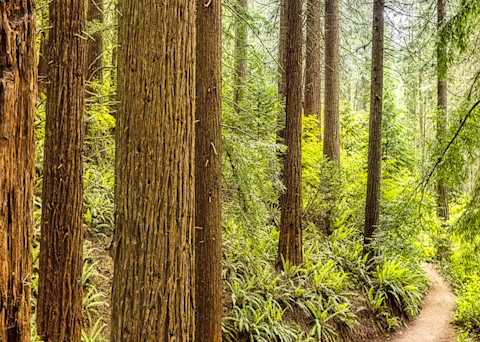 Redwood Trail