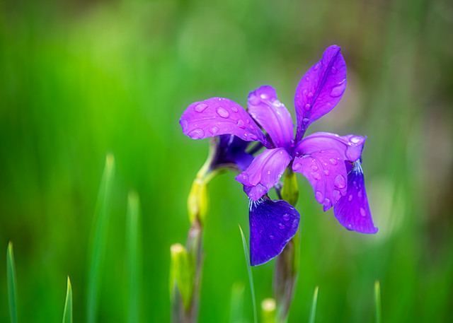 Wild Blue Flag Iris