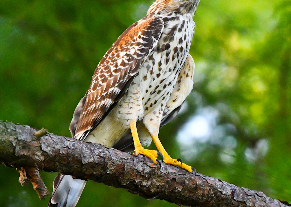 Red Shouldered Hawk In The Pines Art | Randy Johnson Art and Photography