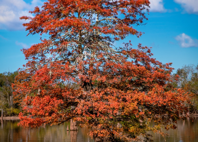 Cajun Christmas Tree - Louisiana swamps fine-art photography prints