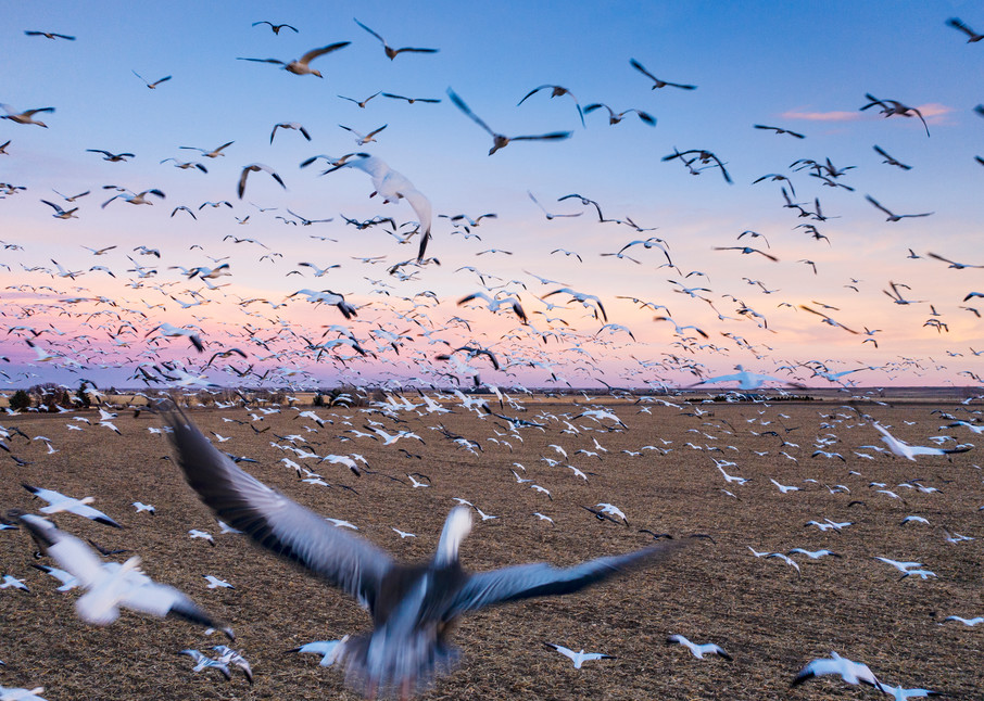 Surrounded by Snow Geese