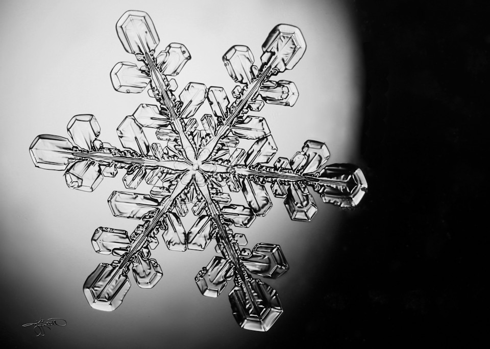 Stellar Dendrite Snow Crystal On Microscope Slide B&W Horizontal 7836