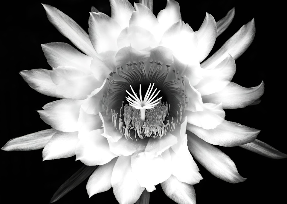 Black and White Night Blooming Cactus Flower
