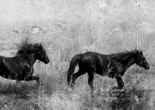 Wild And Free Photography Art | Shelly Priest Photography