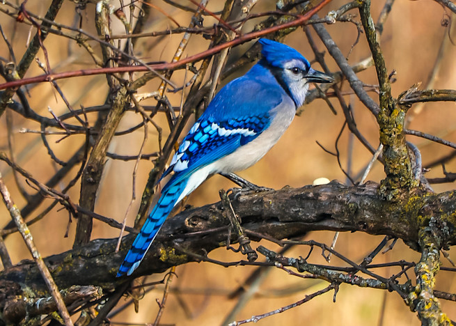 Bluejay In Tree Photography Art | Ray Marie Photography 