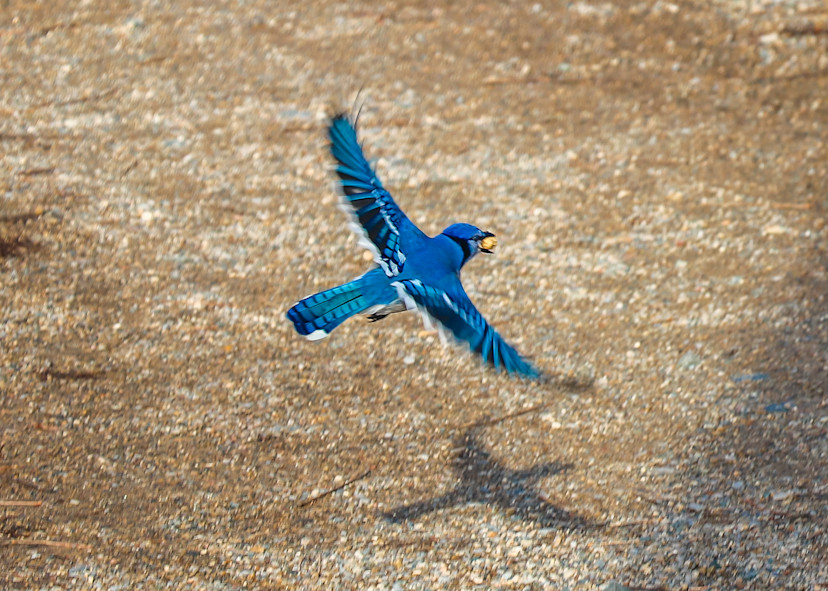 Bluejay Flying Photography Art | Ray Marie Photography 