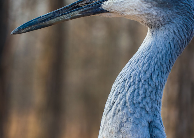 Crane Up Close Photography Art | Ray Marie Photography 