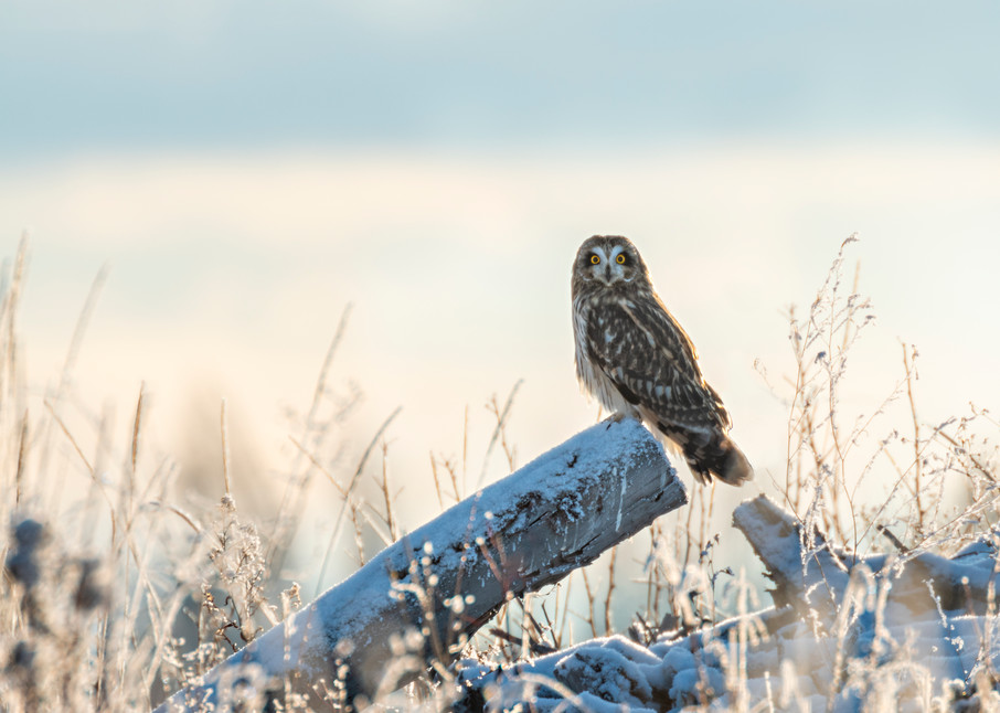 Short-earred Owl | Terrill Bodner Photographic Art