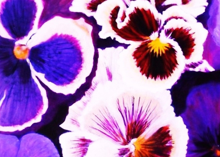 Purple pansies floral Abstract
