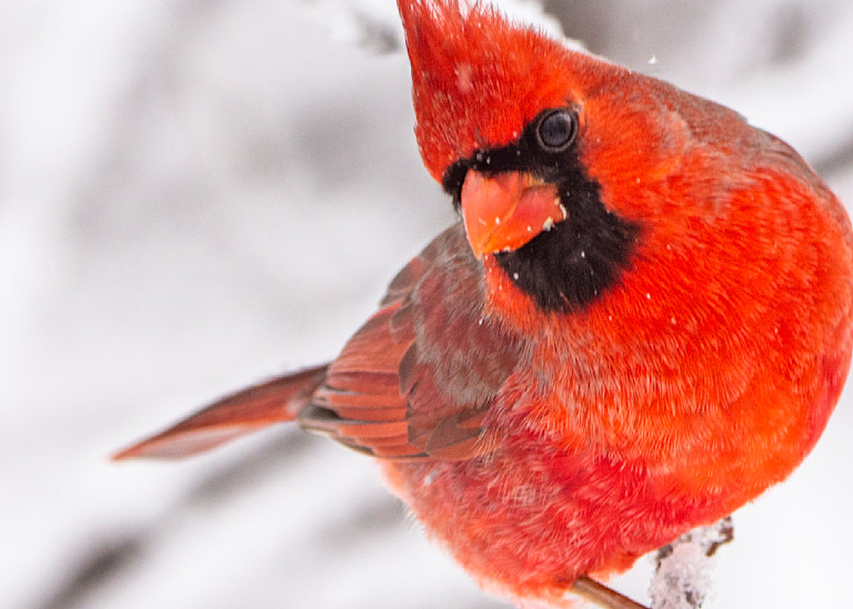 Cardinal Brilliant In Snow Photography Art | Marc Sherman Photography