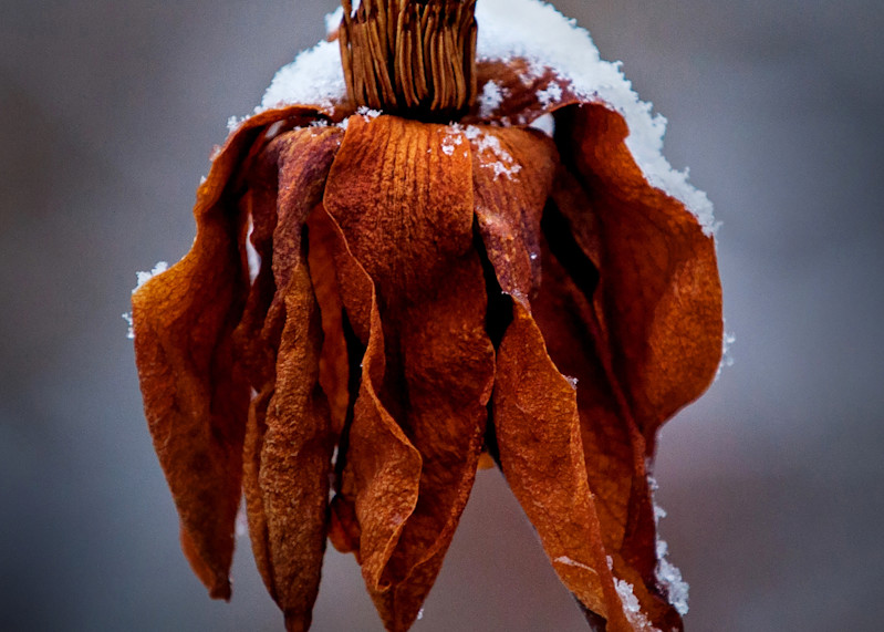 Flower In Winter Photography Art | Troy Rowe Photography