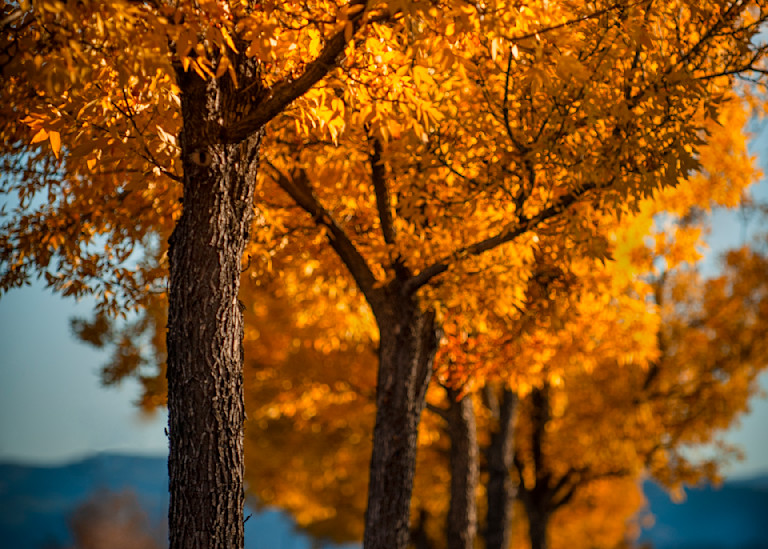 Fall Photography Art | Troy Rowe Photography