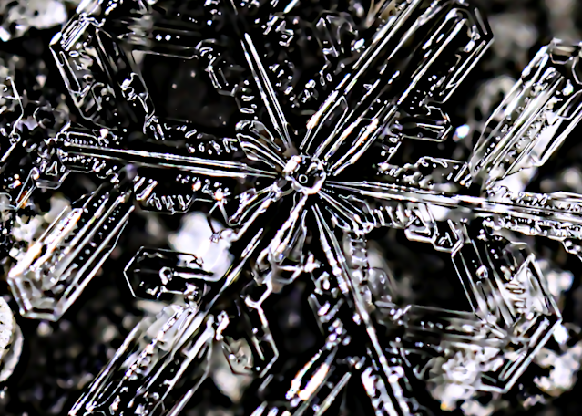 Snowflake On Black And White Lichen Rock
