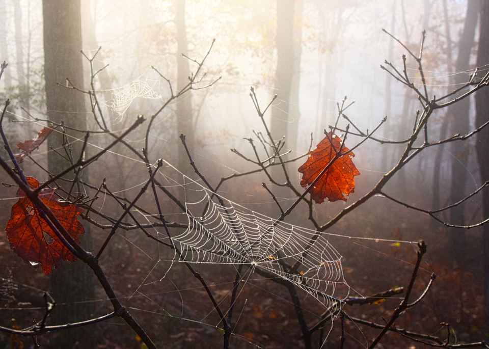 October Web Weaver Photography Art | Fractured Light Photography
