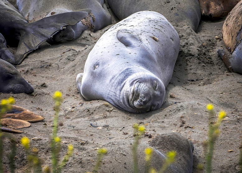 Smiling Elephant Seal with Gray Fur on Sandy Beach