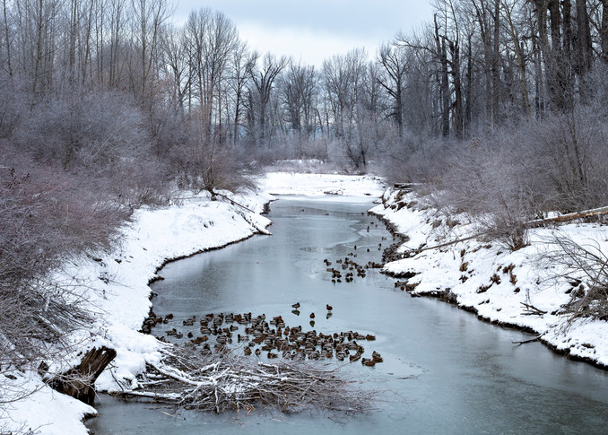 Duck Haven | Terrill Bodner Photographic Art