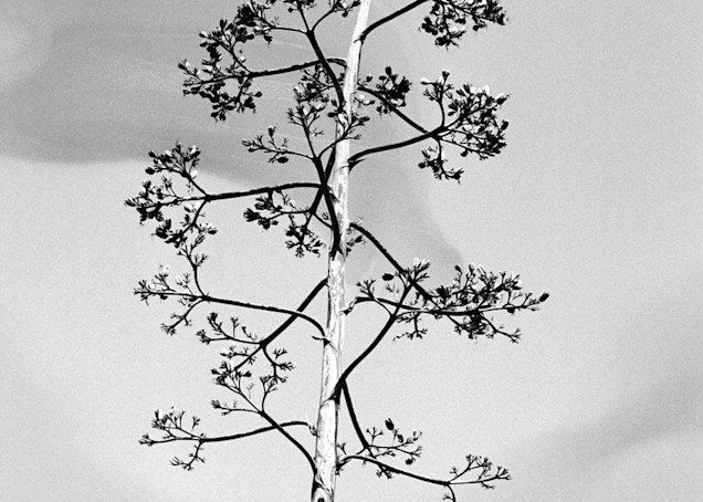 Tree In Black And White Photography Art | David Louis Klein
