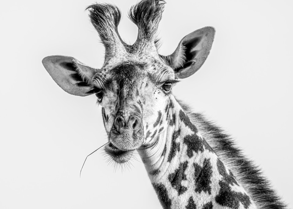 Ag Masai Giraffe Portrait Art | Open Range Images