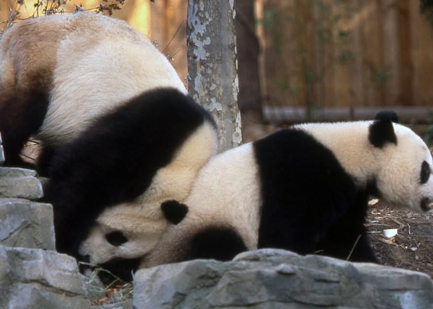 Playful Pandas .