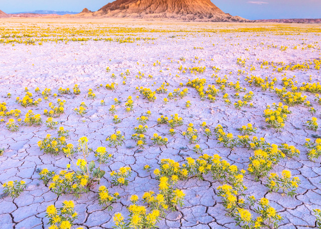 Wildflowers at Factory Butte