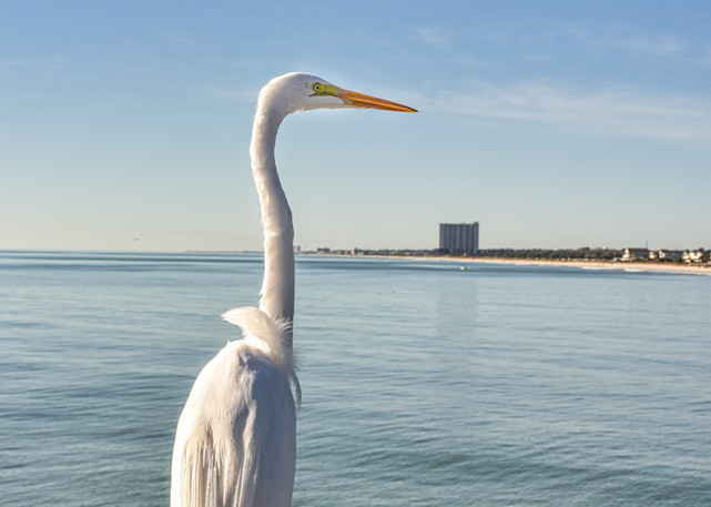 Photograph of a great egret sitting on a pier.