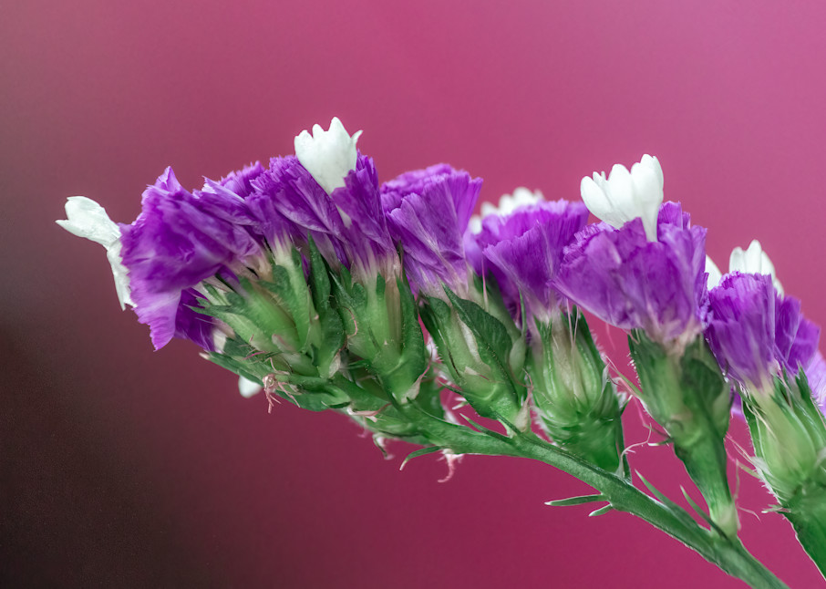 Green And Purple Blossoms Photography Art | Scott Markowitz Photography