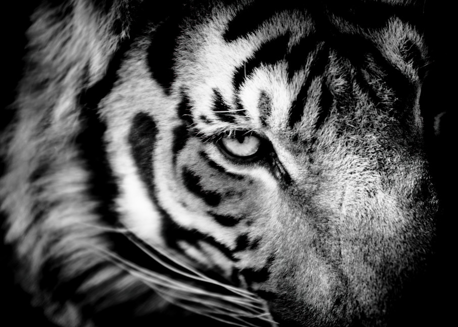 Bengal tiger portrait - Fine Art Black and White Photography