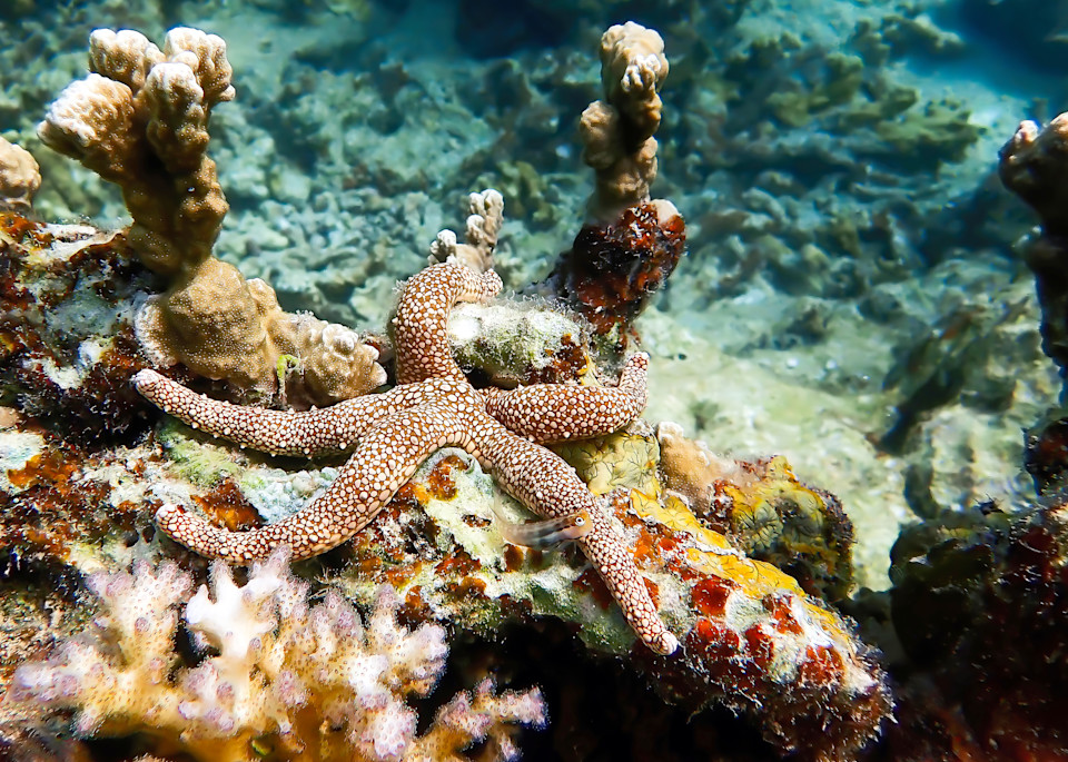 Textured starfish or sea star on varied coral reef underwater