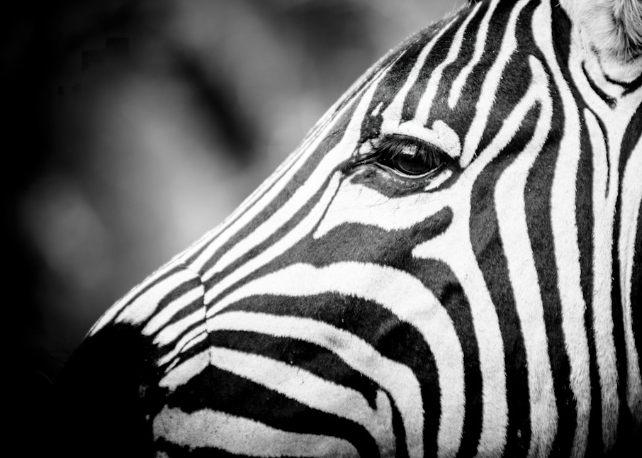 Close up Burchell's zebra portrait, South Africa - Fine Art Photography