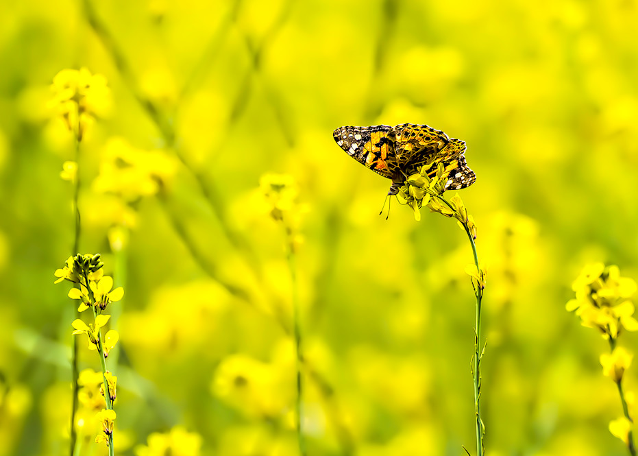 Painted Lady Butterfly in Field of Bright Yellow Mustard Wildflowers
