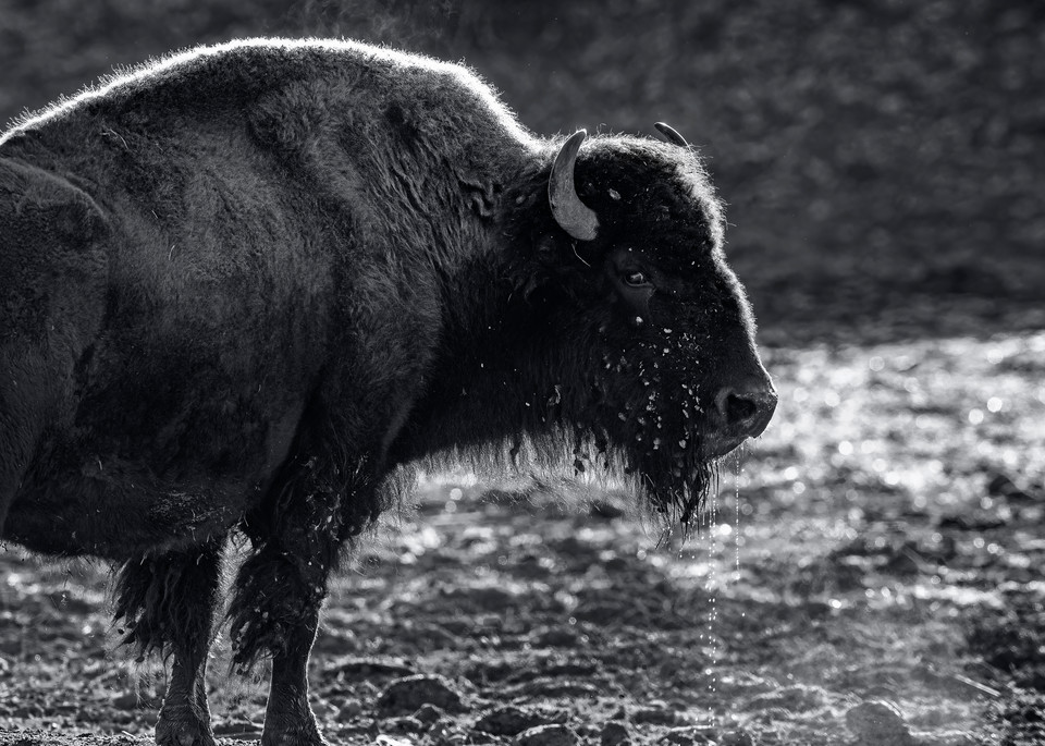 Black-and-white Steaming Bison - Utah fine-art photography prints