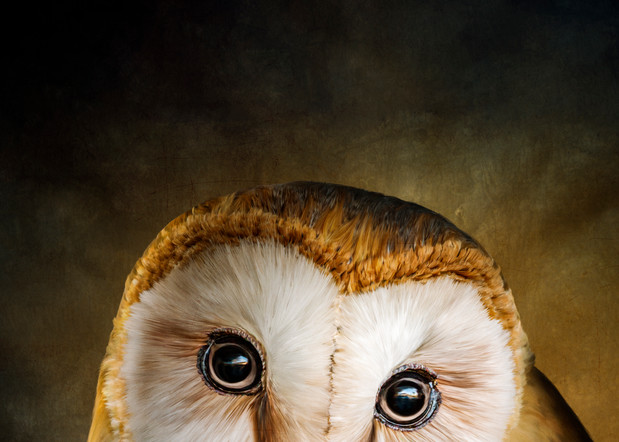 Image of a Barn Owl by Manpreet Sokhi