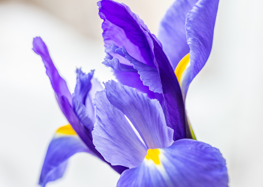 Srini Blaram Photography - Iris Flower