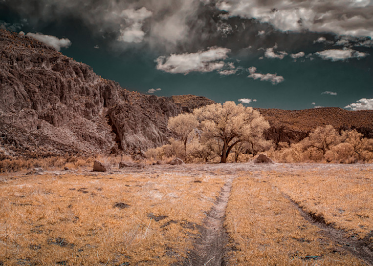 Dried Tracks, Cottonwoods And Clouds, Nevada Photography Art | davidarnoldphotographyart.com